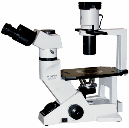 Olympus CKX41 Inverted Microscope